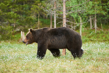 Obraz na płótnie Canvas Big brown bear looking around