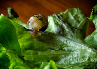 Snail on a leaf