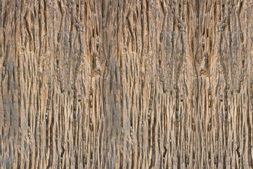 Wood of tree pattern.