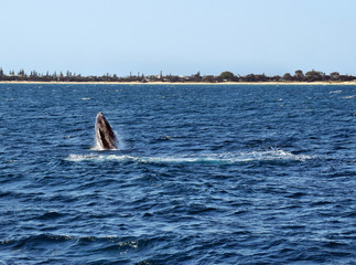 Fototapeta premium Humpback Whale (Megaptera novaeangliae)