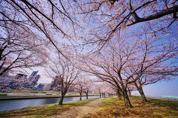 桜並木