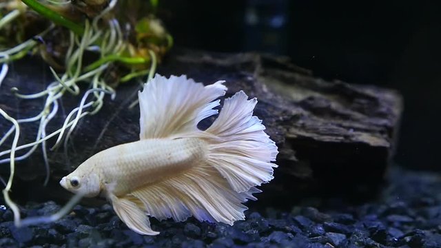 Close up of  Marble Siamese fighting fish in a fish tank slow motion 