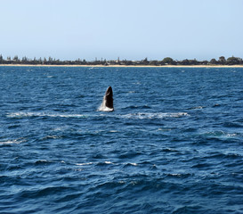 Naklejka premium Humpback Whale (Megaptera novaeangliae)