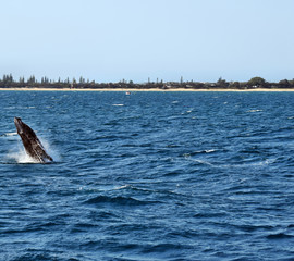 Obraz premium Humpback Whale (Megaptera novaeangliae)