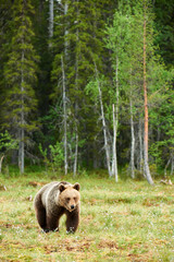 Big brown bear looking around