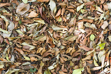 Dry leafs