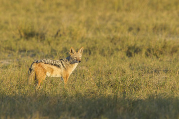 Black-backed Jackal, Botswana, Africa