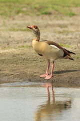 Egyptian goose Alopochen aegyptiacus drinking