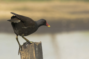 Common moorhen, Gallinula chloropus, climbing a wooden pole