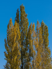 Fototapeta na wymiar Pappeln im Herbst