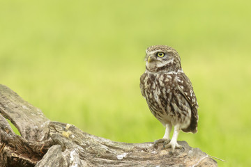 Close up portrait Little owl, Athene noctua, perched while hunting