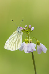 Green-veined white (Pieris napi) butterfly resting and feeding nectar
