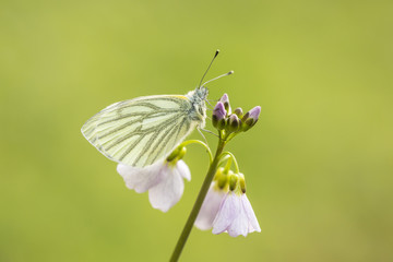 Green-veined white (Pieris napi) butterfly resting and feeding nectar