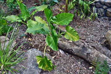 Alocasia plant growing in rain forest
