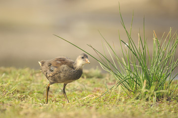 Young common moorhen, Gallinula chloropus