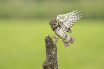 Little owl, Athene noctua, bird of prey in flight