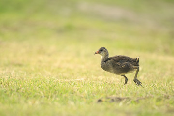 Young common moorhen, Gallinula chloropus