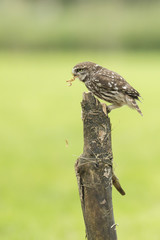 Closeup portrait Little owl, Athene noctua, perched while hunting