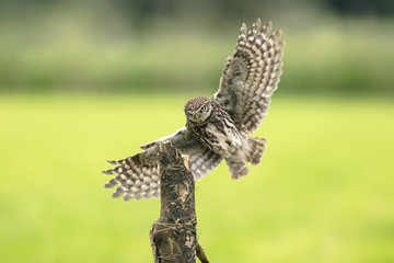 Fototapeta premium Little owl, Athene noctua, bird of prey in flight