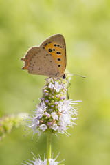 Fototapeta na wymiar Small or common copper butterfly lycaena phlaeas closeup