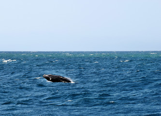 Fototapeta premium Humpback Whale (Megaptera novaeangliae)