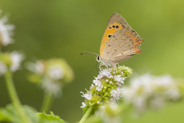 Naklejka na ściany i meble Small or common copper butterfly lycaena phlaeas closeup