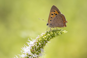Small or common copper butterfly lycaena phlaeas closeup