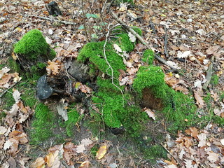 Champignons vénéneux 