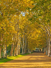 Fototapeta premium Nice autumnal scene with trees