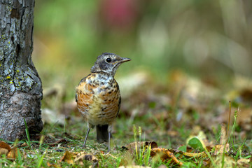 Juvenile American Robin in autumn