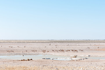 Two African Lionesses, Panthera leo, watching potential prey