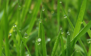 Gouttes de rosée sur des brins d'herbe