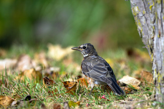 Juvenile American Robin in autumn