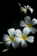 Fototapeta na wymiar White Plumeria or frangipani in black background theme
