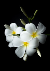 Naklejka na ściany i meble White Plumeria or frangipani in black background theme