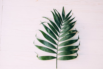 Creative layout made of tropical palm leaves on pastel pink background, top view, flat lay