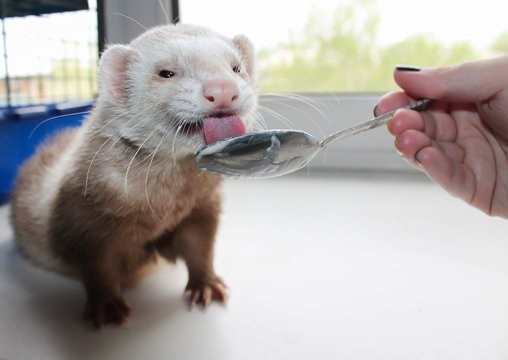 ferret eats a treat