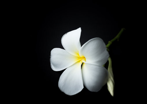 Fototapeta White Plumeria or frangipani in black background theme