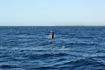 Humpback Whale (Megaptera novaeangliae)