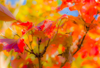 Autumn leaf colors in a garden in sunlight at fall