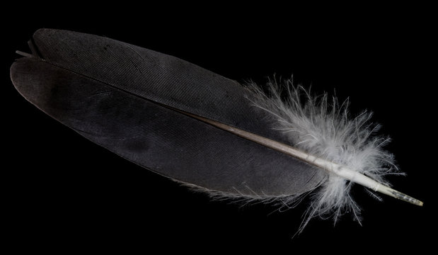 Taubenfeder im Detail