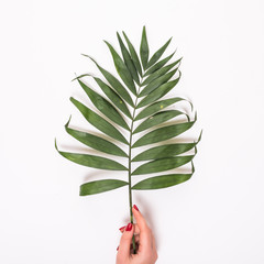 Hand holding tropical palm leaf. Flat lay, top view