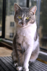 Naklejka na ściany i meble Gray striped cat looks sad at camera