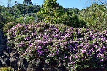  Pink flower (heterocentron) growing in the garden