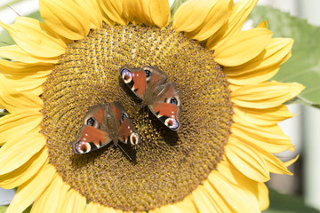 Pfauenaugen auf Sonnenblume