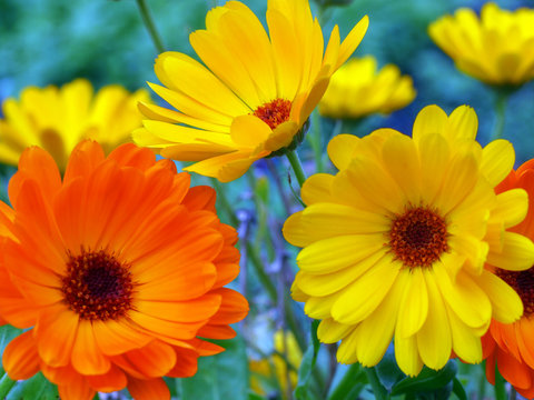 Fototapeta Blütenpracht