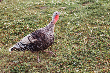 Turkey bird grazes in the countryside