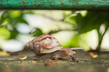snail