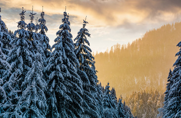 snowy spruce forest at gorgeous sunset. beautiful nature scenery in winter