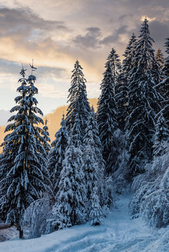 amazing nature view of snowy spruce forest at gorgeous winter sunset